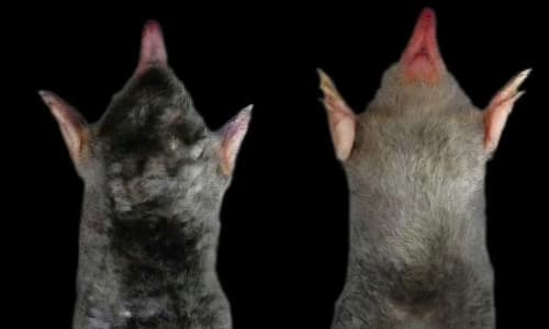 Phát hiện loài chuột chũi chưa từng được ghi nhận trên thế giới