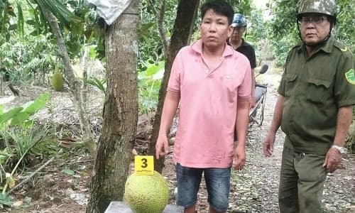 Bị khởi tố vì trộm 2 quả mít